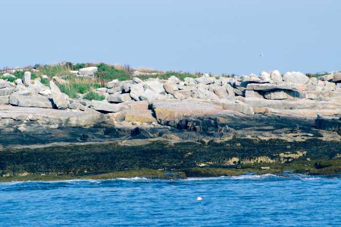 20170811_3433_Seguin_Puffin_Watch